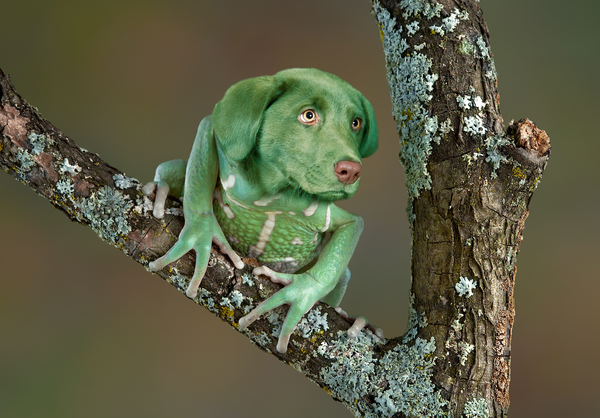 Aktivitet till Samtal frog dog